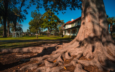 The Underground Invaders–Tree Roots Moving into Your Plumbing